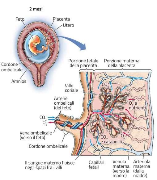 Lo sviluppo embrionale A livello della placenta vengono scambiati