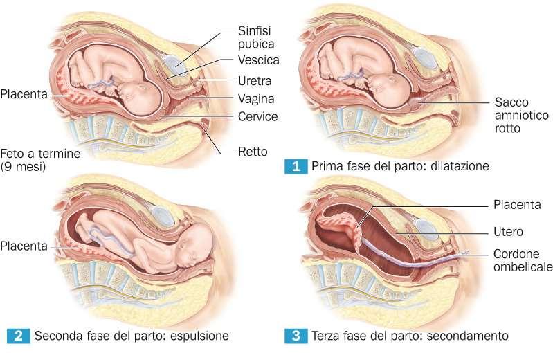 Le tre fasi del parto Al termine del nono mese, il feto assume la tipica posizione fetale ed è pronto per la nascita, che si suddivide in tre fasi: 1.