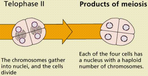 Risultato della meiosi LE QUATTRO CELLULE FIGLIE (GAMETI) SONO DIVERSE DALLA CELLULA MADRE hanno la metà del numero dei cromosomi della cellula