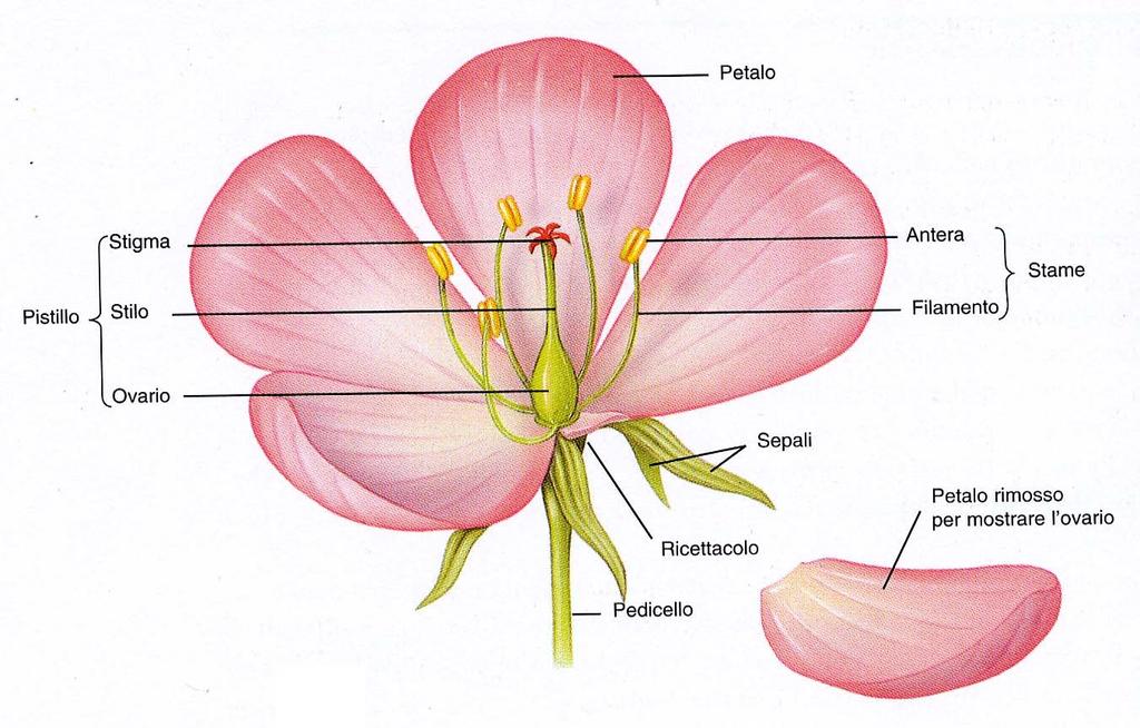 Angiosperme: organizzazione del fiore Dicotiledoni: perianzio: SEPALI