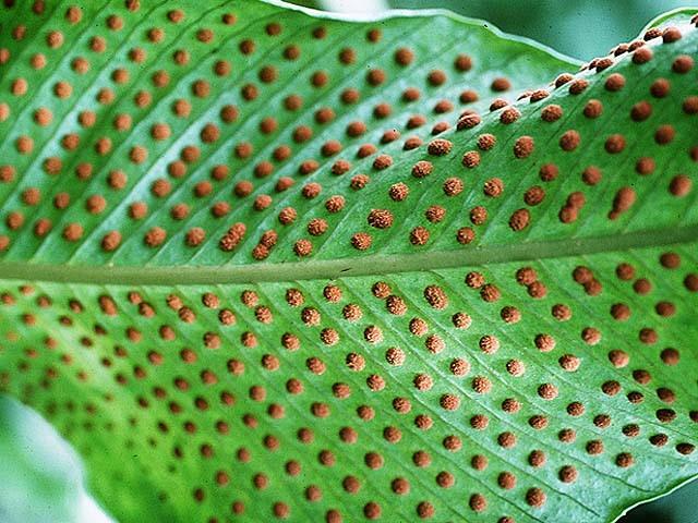 Si tratta di organi di forma variabile nelle diverse