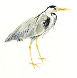 disegni e dei testi. ome tutte le guide da campo è utile per l osservazione e il riconoscimento delle specie di uccelli che si possono incontrare nei diversi ambienti.