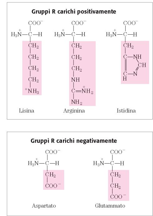 Classificazione degli amminoacidi in base al gruppo R Le catene laterali di questi a.a. sono più idrofiliche per la