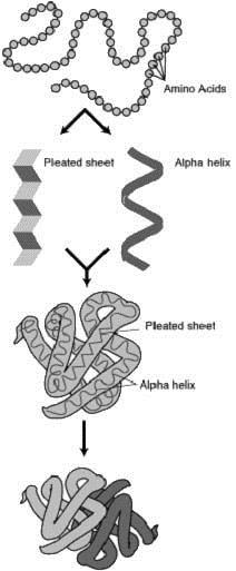 Quattro livelli di struttura determinano la forma di una proteina Primaria: la sequenza lineare degli amino acidi Secondaria: l organizzazione di porzioni di una catena polipeptidica in strutture