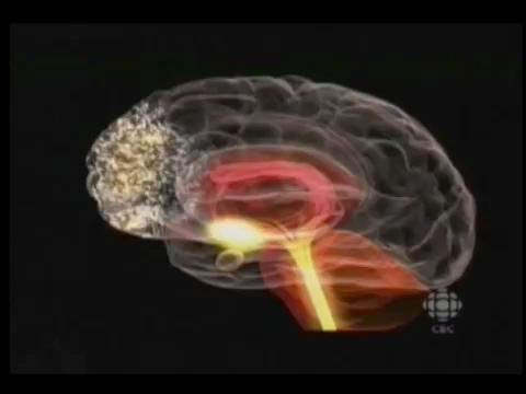 e emotional Behaviours Neural computations Brain areas Affective NC1 A1 Network 1 A2 A3 Network 2 Cognitive NC2 NC3 NC4 A4 Network 3 Figure 4 Conceptual proposal for the relationship between