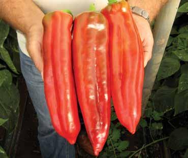 Peperone Pomodoro F4127 CORNELIUS F.1 Posizionamento: per coltivazione solo in serra. Pianta sana, vigorosa, aperta, con frutti penduli verso l esterno della pianta.