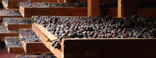 AMARONE Sono stati i grandi rossi italiani a rendere famosa la nostra produzione vinicola nel mondo.