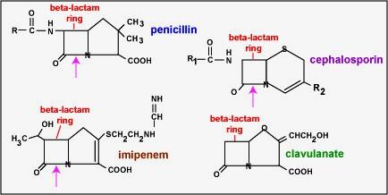 Si possono utilizzare altri betalattamici in pazienti allergici a penicilline o cefalosporine?