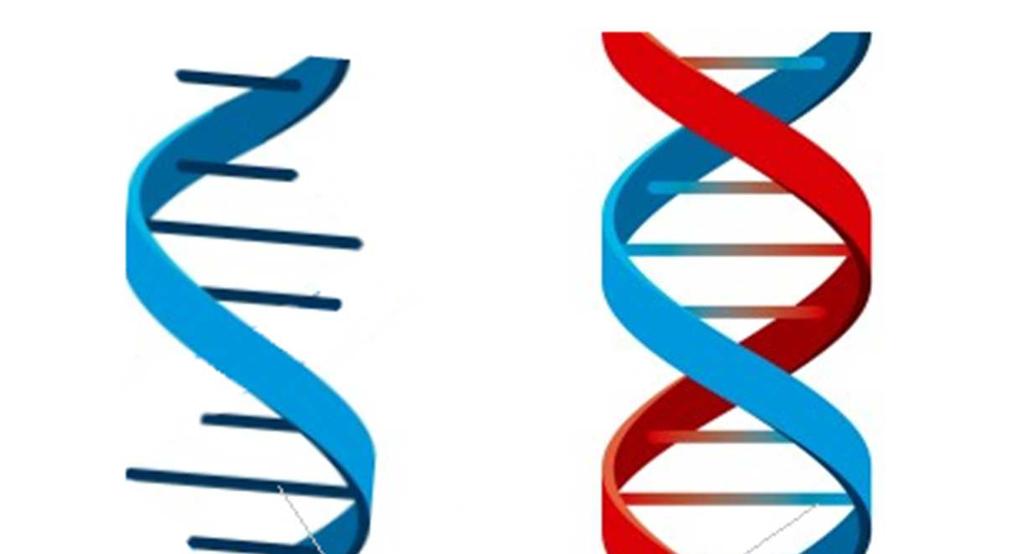 la molecola di RNA acido ribo(sio) nucleico l RNA è differente al DNA per la presenza di