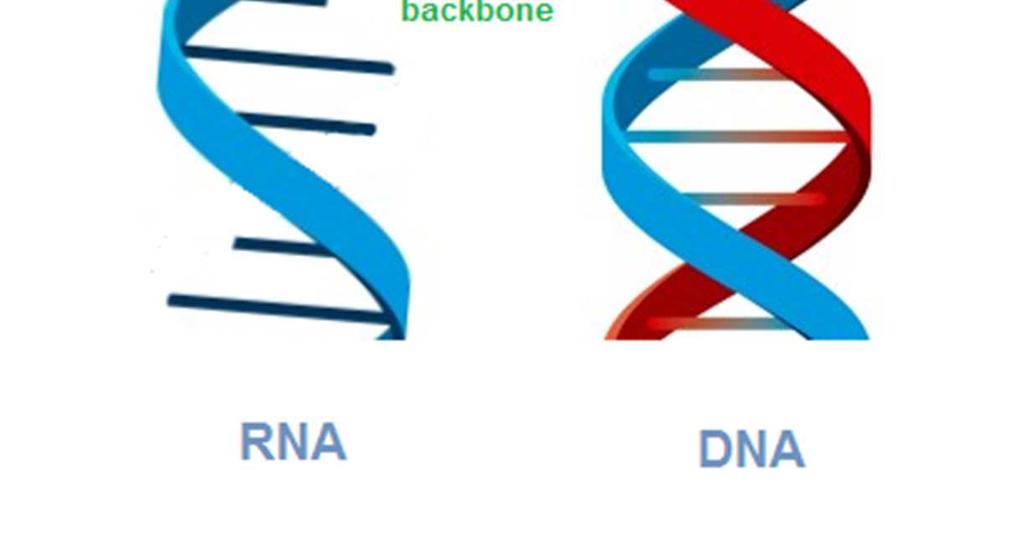 RNA nasce da uno dei filamenti del DNA attraverso un processo chiamato trascrizione: - l
