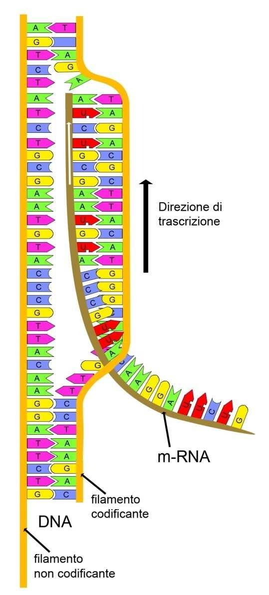 filamento del DNA che ha aperto, acquisisce le informazioni necessarie a produrre le