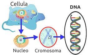 EUCARIOTE Il DNA è contenuto all interno del nucleo e
