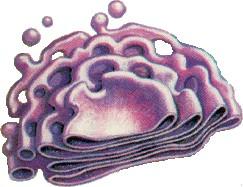 Questo organulo è formato da tante membrane e