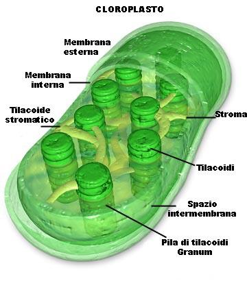 CLOROPLASTI EUCARIOTE FOTOSINTETICO (piante) Sono la sede del processo della fotosintesi, cioè