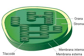 CLOROPLASTI - struttura Al suo interno è diviso da alcune membrane.