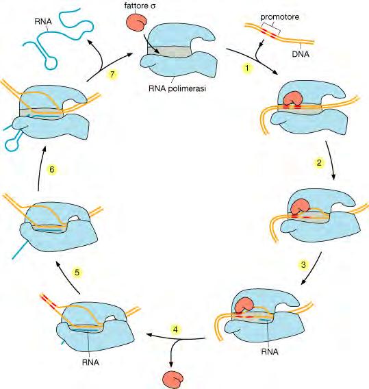 La Trascrizione nei batteri. L RNA polimerasi è un complesso multiproteico contenente un fattore detto sigma che è staccabile L RNA pol si possono attaccare solo debolmente al DNA.