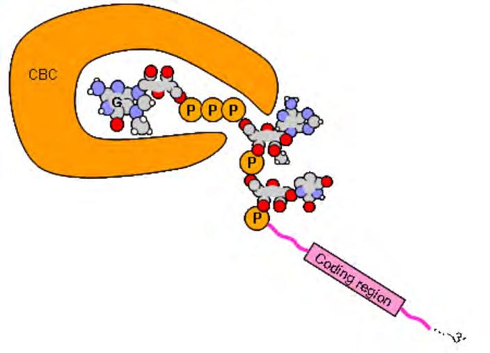 Non appena si sono prodotti i primi nucleotidi l mrna viene dotato di un cap attraverso una serie si tre modificazioni:1) una fosfatasi toglie il fosfato in 5.
