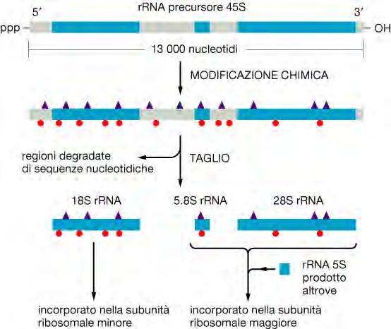 .. ma alcuni RNA non servono per codificare proteine. Si tratta di RNA che possiedono funzioni alternative all interno della cellula.