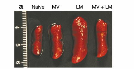 because both innate immunity and adaptive immuneresponses play clearly defined roles in the control of this infection, thus providing