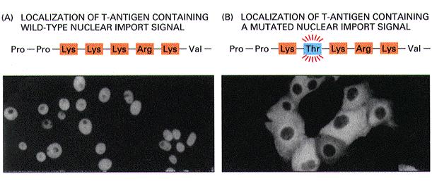 Se la sequenza di LOCALIZZAZIONE NUCLEARE (NLS) è mutata, una proteina nucleare non viene più trasportata dal citoplasma al nucleoplasma.