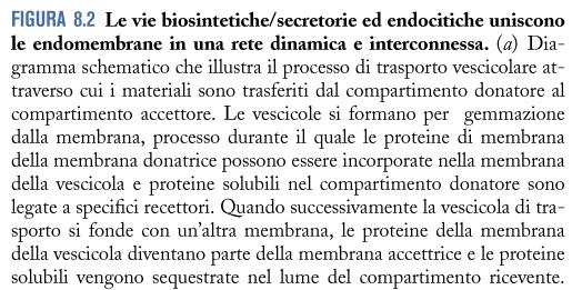 dal RE > Golgi > membrana plasmatica (o lisosomi).