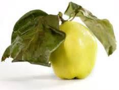 Le Proprietà Nutritive La mela cotogna è un frutto estremamente sano e ricco di vitamine che riesce ad apportare notevoli benefici a chi ne fa uso.
