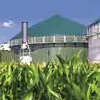 ENERGIA IBRIDA Il mais da trinciato per il biogas Il trinciato può essere impiegato anche negli impianti biogas per la produzione di energia.