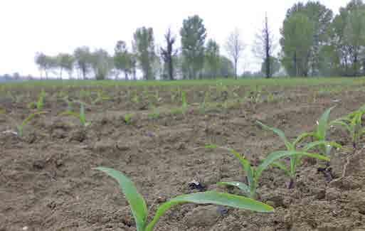 Distanze di semina e fattori rilevanti L investimento nella coltura del mais La densità di semina è un opportunità che permette di massimizzare le potenzialità produttive della genetica utilizzando