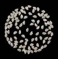Tipo di semina Tondo cristallino Precoce (135 gg) In