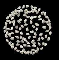 Tipo di semina Tondo perlato Di stagione (155 gg) In