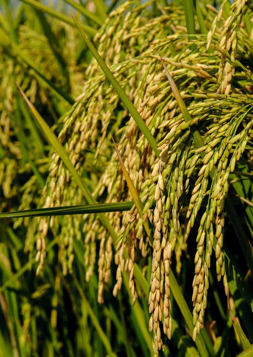 ECCO 63 varietà IBRIDI ECCO 63 è un Ibrido di riso, con