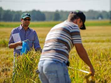 LO STANDARD DI SA.PI.SE. È IL SEME CERTIFICATO DI ALTA QUALITÀ. IL VALORE AGGIUNTO CHE SA.PI.SE. METTE IN CAMPO È COSTITUITO DA UN INSIEME DI ECCELLENZE.