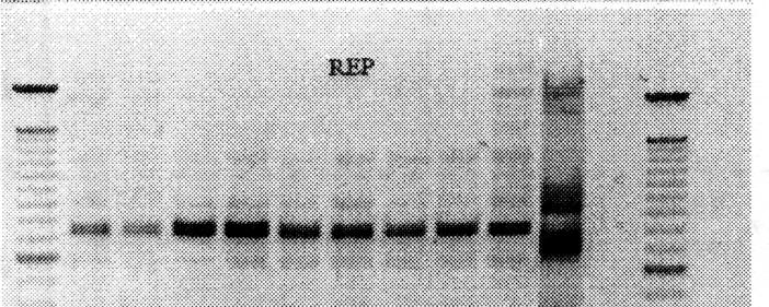 Rep-PCR