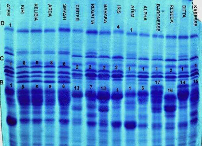 Altre analisi delle sementi (non obbligatorie) marcatori biochimici base genetica nota scarsamente influenzato da fattori ambientali sufficientemente variabile all interno della specie per consentire