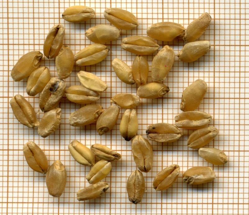 Le analisi delle sementi Le sementi sono