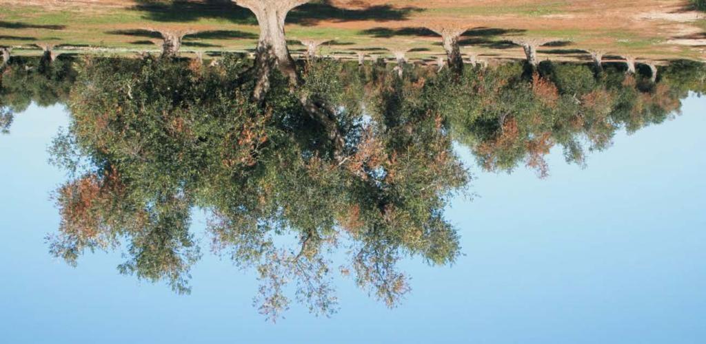 Xylella fastidiosa manteniamo alta l'attenzione Xylella fastidiosa è un batterio fitopatogeno molto pericoloso, con un'ampia gamma di piante ospiti che comprende specie coltivate, essenze forestali