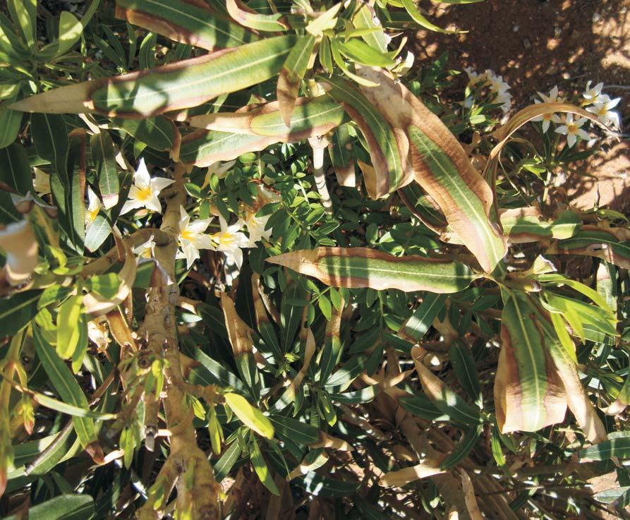 oleander)