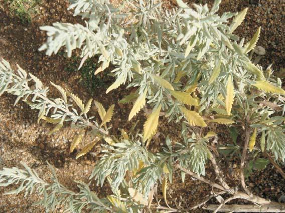 Lavanda (Lavandula angustifolia) A chi rivolgersi per segnalazioni La sorveglianza del territorio per Xylella fastidiosa è affidata al Servizio fitosanitario regionale e ai Consorzi fitosanitari
