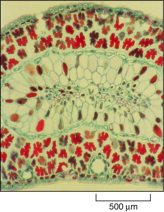 TESSUTI ANIMALI, MATRICE EXTRACELLULARE E GIUNZIONI CELLULARI