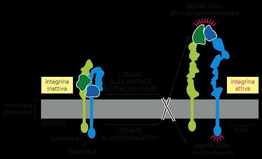 GIUNZIONI CELLULA MATRICE: LE INTEGRINE Glicoproteine dimeriche transmembrana. Connettono la cellula alla matrice extracellulare.