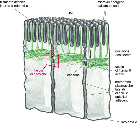 GIUNZIONI ADERENTI Giunzioni cellula-cellula che connettono i filamenti di actina spesso disposti in fasci paralleli (fascia di adesione o