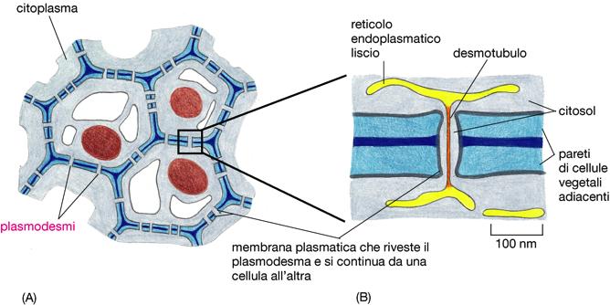 Walter, 17 47 PLAMODESMI Mediano la connessione tra le cellule