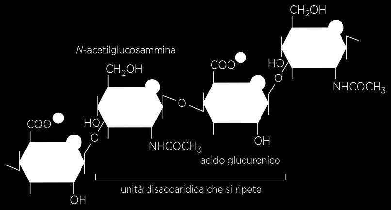 MATRICE EXTRACELLULARE (componente amorfa) PROTEOGLICANI: PROTEINE GLICOSILATE GLICOSAMMINOGLICANI (GAG): gel molto idratato in cui sono immerse le proteine fibrose.