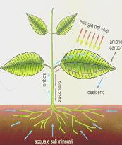 La funzione principale della foglia: la produzione di sostanze nutritive tramite un insieme di reazioni dette fotosintesi clorofilliana.