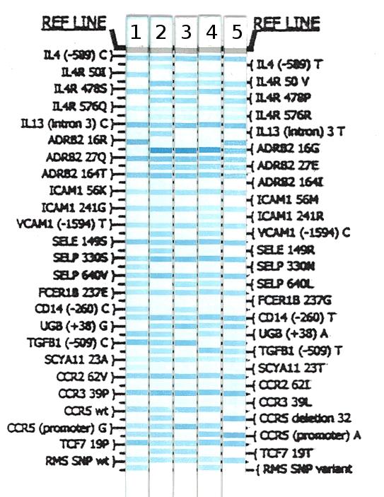 Genotipizzazione Multipla le cinque striscette rappresentano il profilo genetico di 5 individui 25 marcatori (50 alleli) la banda azzurra indica la