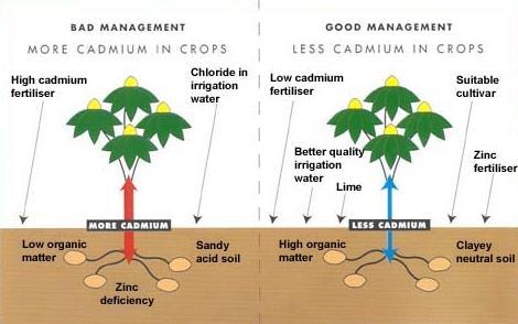 Il cadmio e' fortemente assorbito dalla materia organica nel terreno. I terreni acidificati aumentano l'assorbimento del cadmio da parte delle piante.