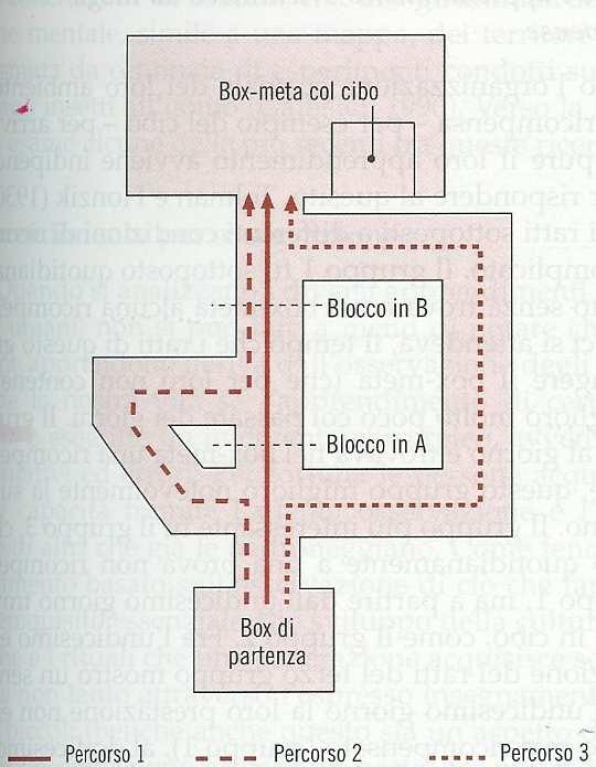 Comportamentismo intenzionale di Tolman Esperimento di Tolman e Honzik (1930a) Tre percorsi alternativi conducevano al cibo (meta).