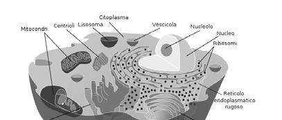 biologia [ 5] Il mattone della vita: la cellula l