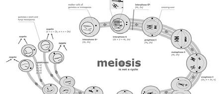 Ricombinare i geni: la meiosi durante la meiosi, una cellula diploide (due copie di ogni cromosoma) genera quattro cellule aploidi (una