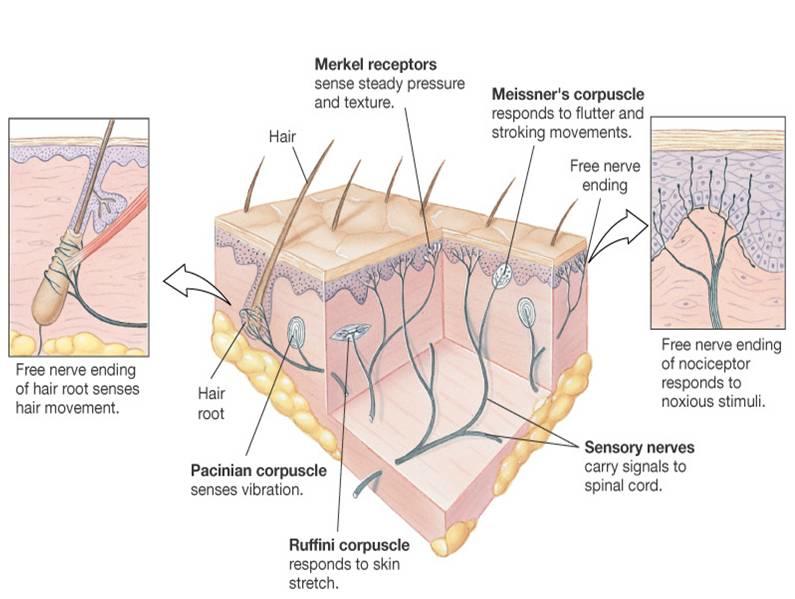 associato a sistemi trasduttivi intracellulari.